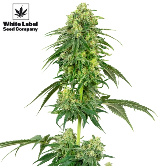 American Line Strawberry Kush Cannabis Seeds