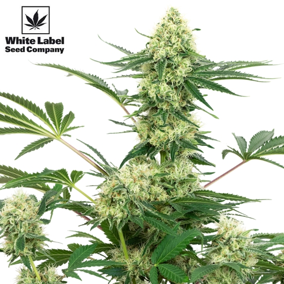 American Line Wedding Cheesecake Cannabis Seeds