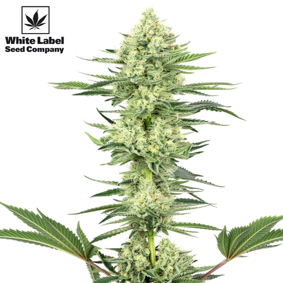 American Line White Gorilla Haze Cannabis Seeds