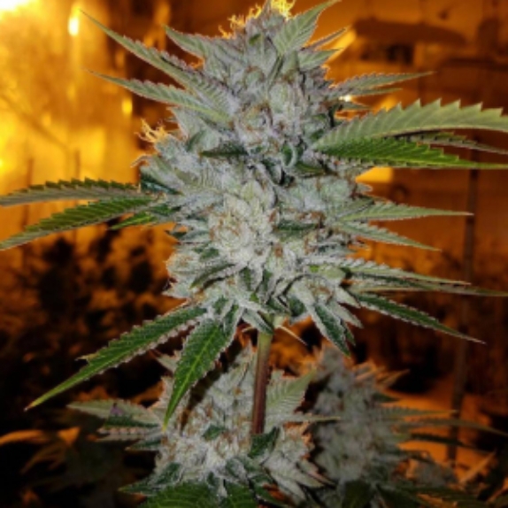 Geistgrow OG S1 Feminised Cannabis Seeds