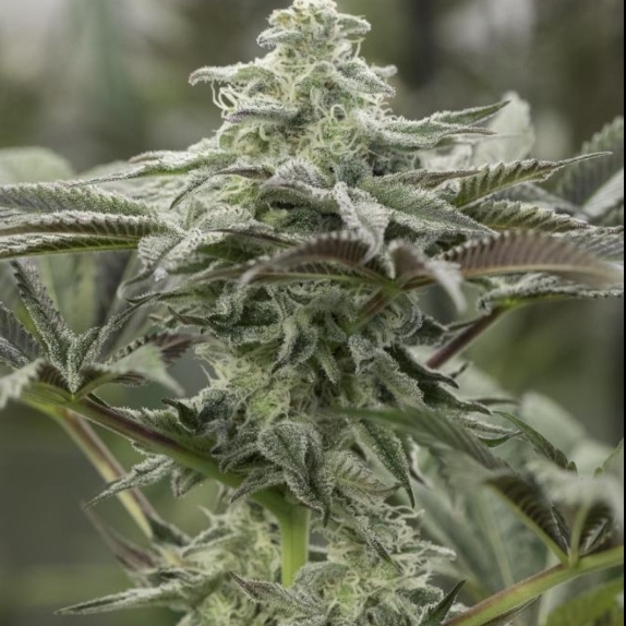 Lemon Citron Feminised Cannabis Seeds