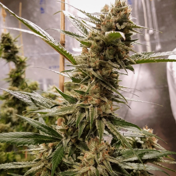Strawberry Ghost Feminised Cannabis Seeds