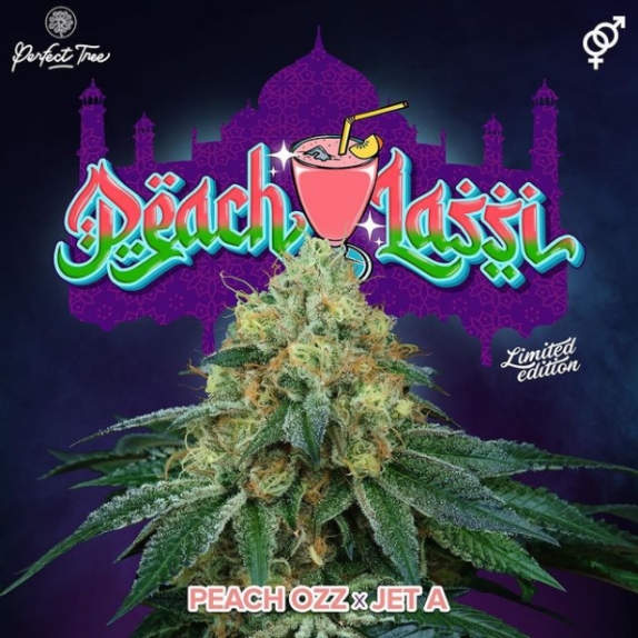 Peach Lassi Regular Cannabis Seeds