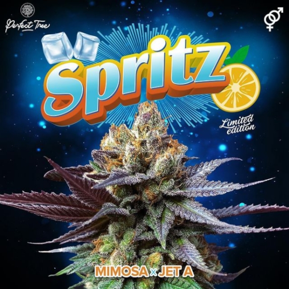 Spritz Regular Cannabis Seeds