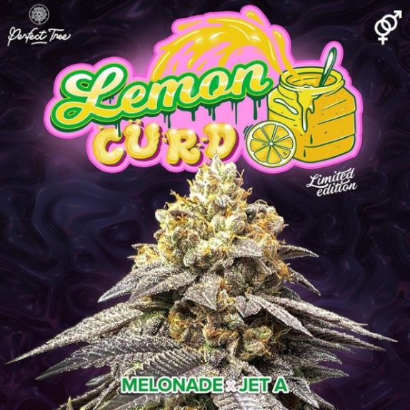 Lemon Curd Regular Cannabis Seeds
