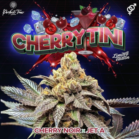 Cherry Tini Regular Cannabis Seeds