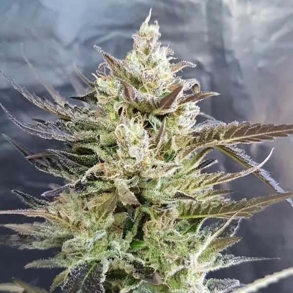 Short Nepali Auto Cannabis Seeds