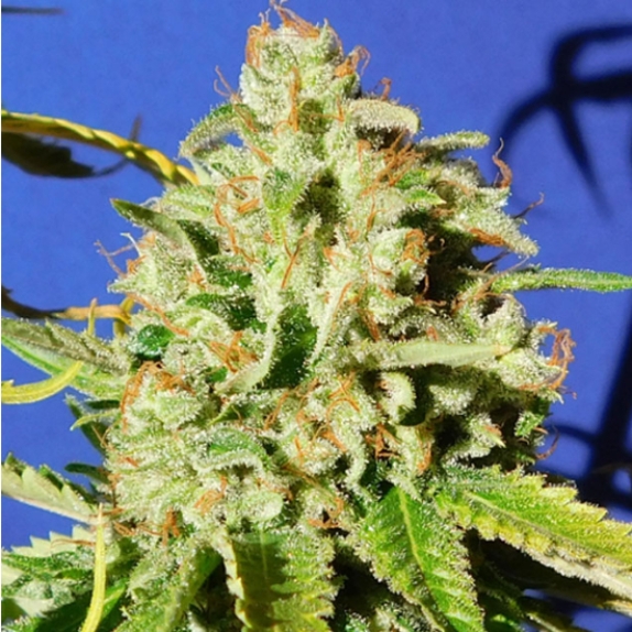 Orange Diesel Auto Cannabis Seeds