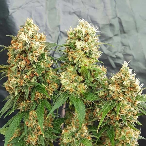 Stilton Breath Cannabis Seeds