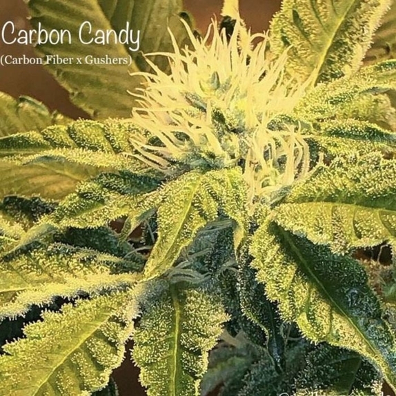 Carbon Candy Cannabis Seeds