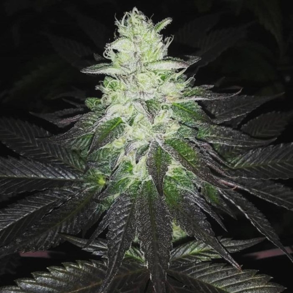 Super Zolider Serum Cannabis Seeds