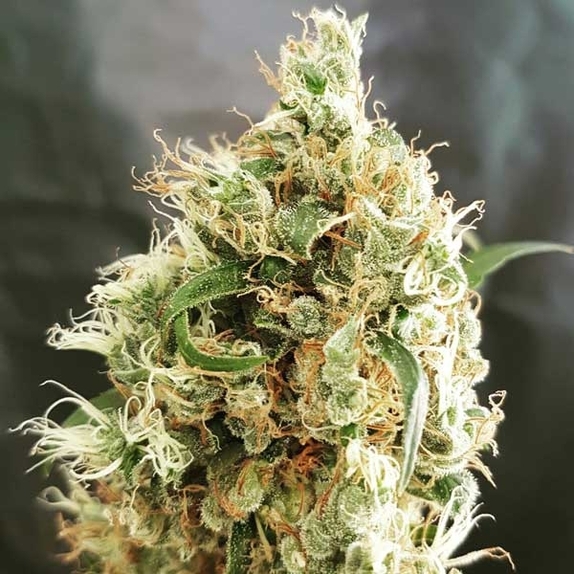 White Goblin Auto Cannabis Seeds