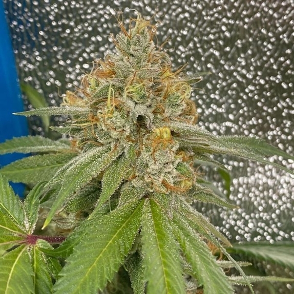 Space Ztone Cannabis Seeds