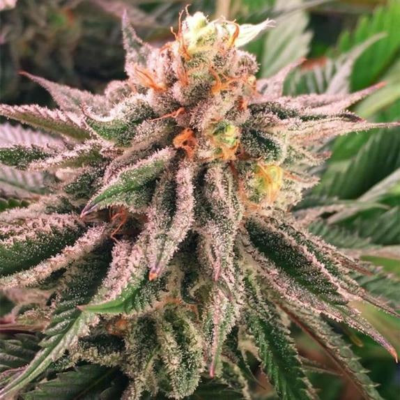 Orange Blossom Fizz Cannabis Seeds