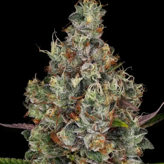 Rainbow Road Feminised Cannabis Seeds