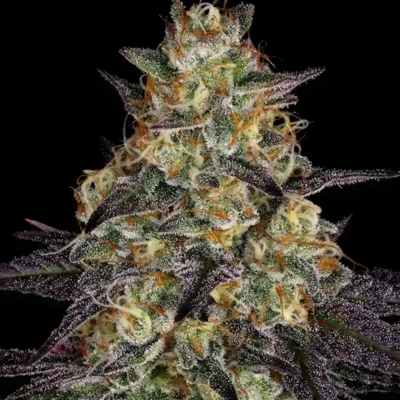 El Dorado Feminised Cannabis Seeds