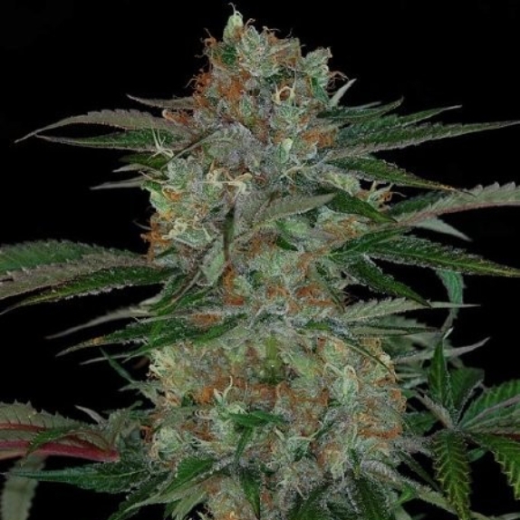 Qush Cannabis Seeds