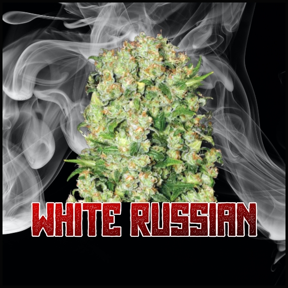 White Russian Feminised Cannabis Seeds