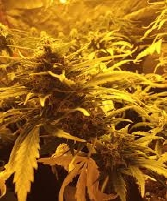 Dieseldawg Auto Feminised Cannabis Seeds