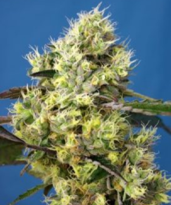 Sweet Gelato Auto Cannabis Seeds