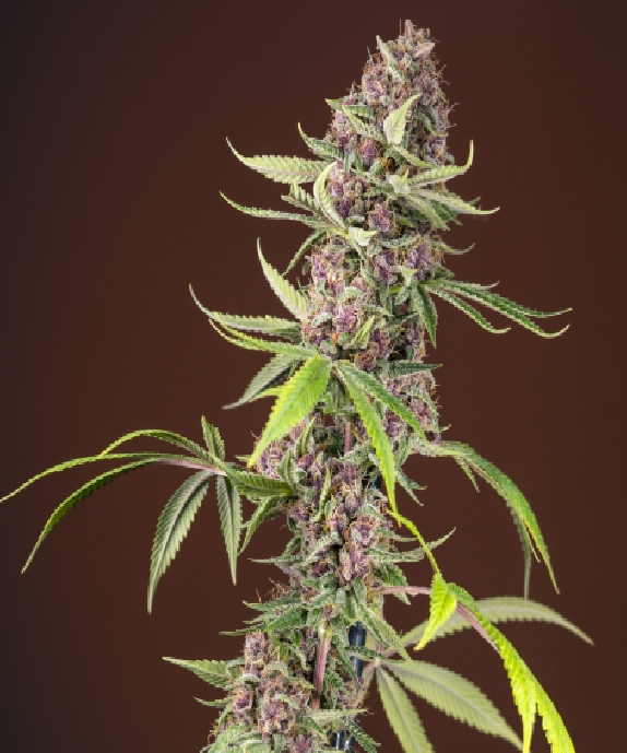 Red Mandarine F1 Fast Version Cannabis Seeds