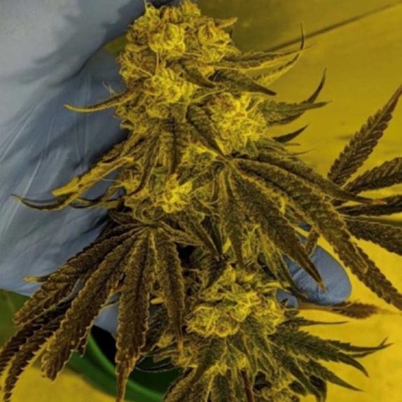 God Lemon Regular Cannabis Seeds