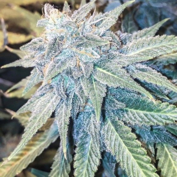 Blue Z Burger Regular Cannabis Seeds