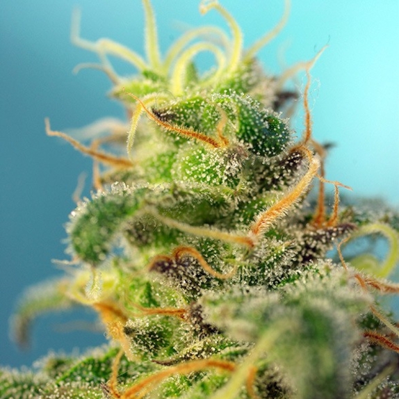 Cream Caramel CBD Cannabis Seeds