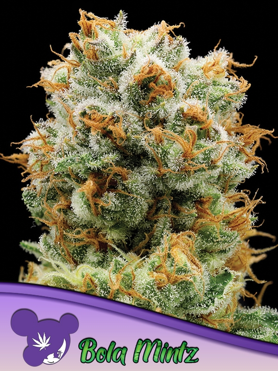 Bola Mintz Feminised Cannabis Seeds