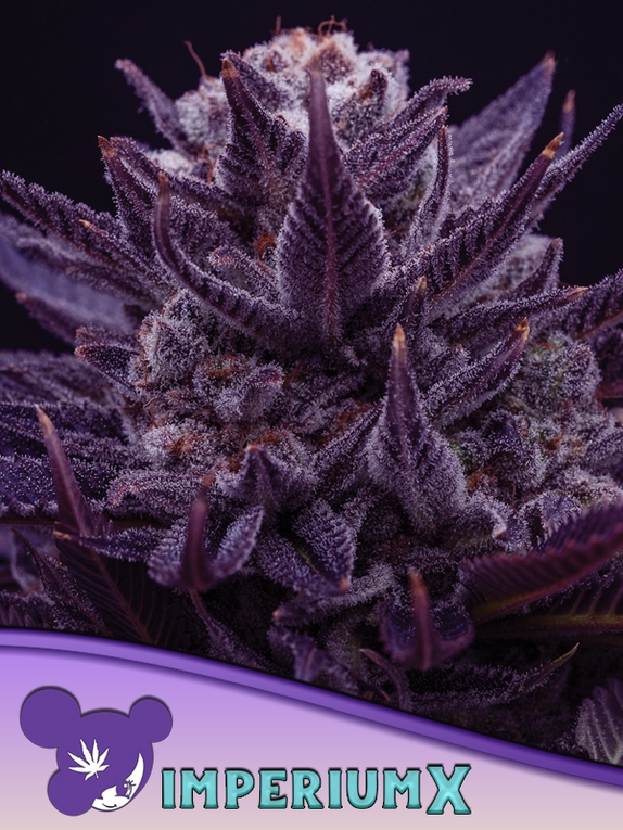 Imperium X Feminised Cannabis Seeds