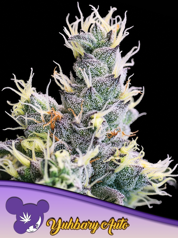 Yuhbary Auto Feminised Cannabis Seeds