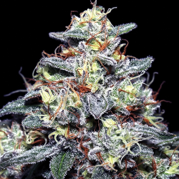 Hyper Glue Feminised Cannabis Seeds