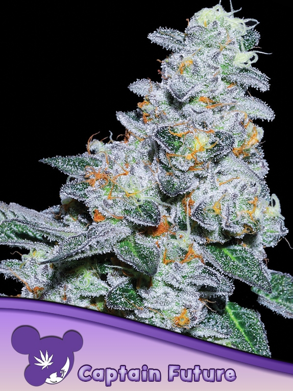 Captain Future Feminised Cannabis Seeds