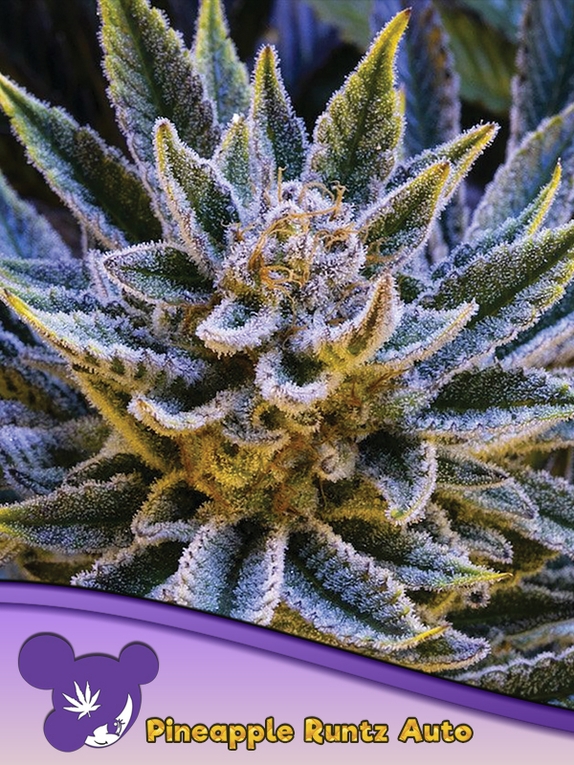 Pineapple Runtz Auto Feminised Cannabis Seeds