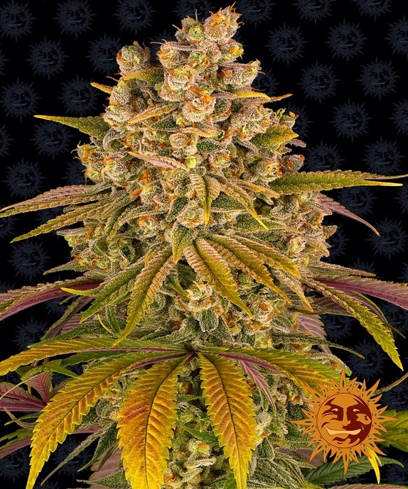 Lemon Tree Feminised Cannabis Seeds