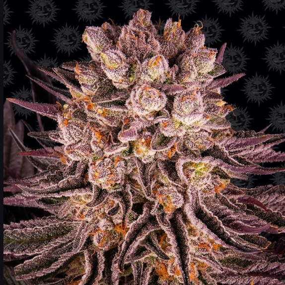 Mimosa x Orange punch feminised Cannabis Seeds