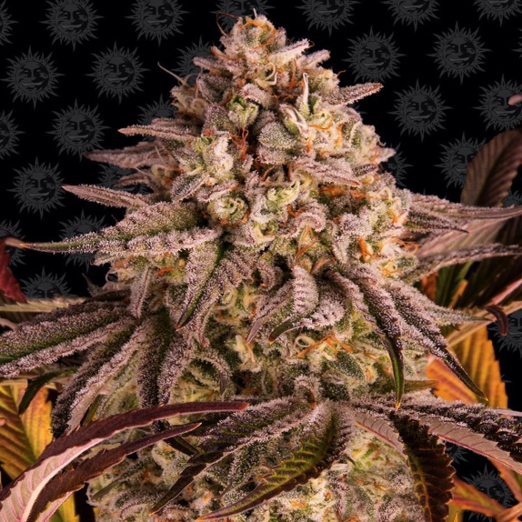 Blue Sunset Sherbert Feminised Cannabis Seeds