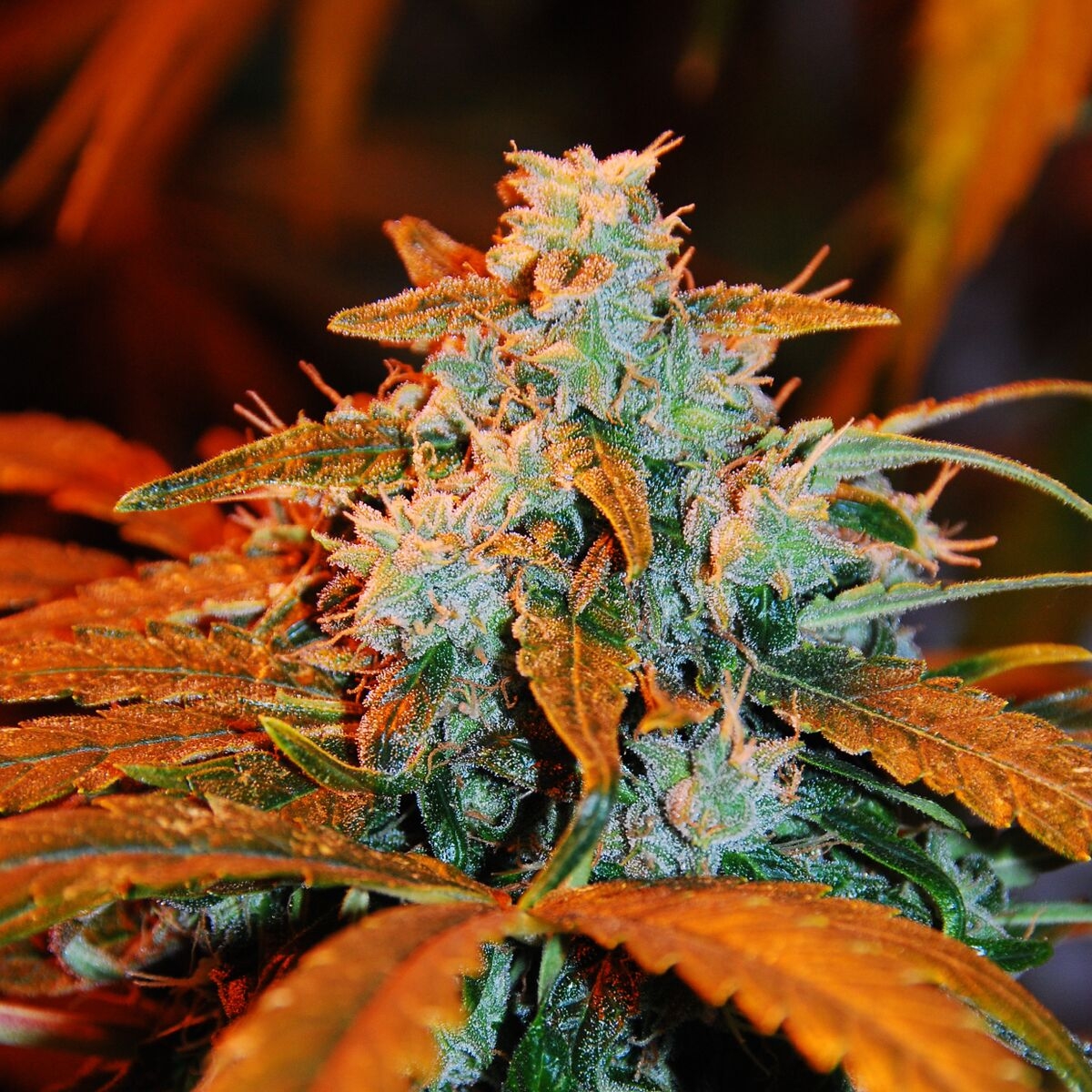 Auto Berry (Auto Blueberry) Cannabis Seeds