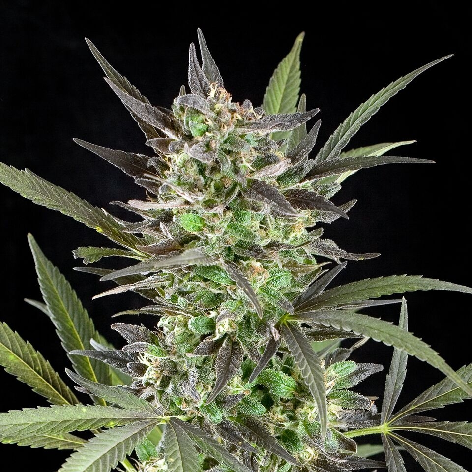 Blue Venom Cannabis Seeds