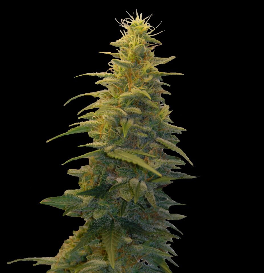 Blueberry Gum #2 Cannabis Seeds