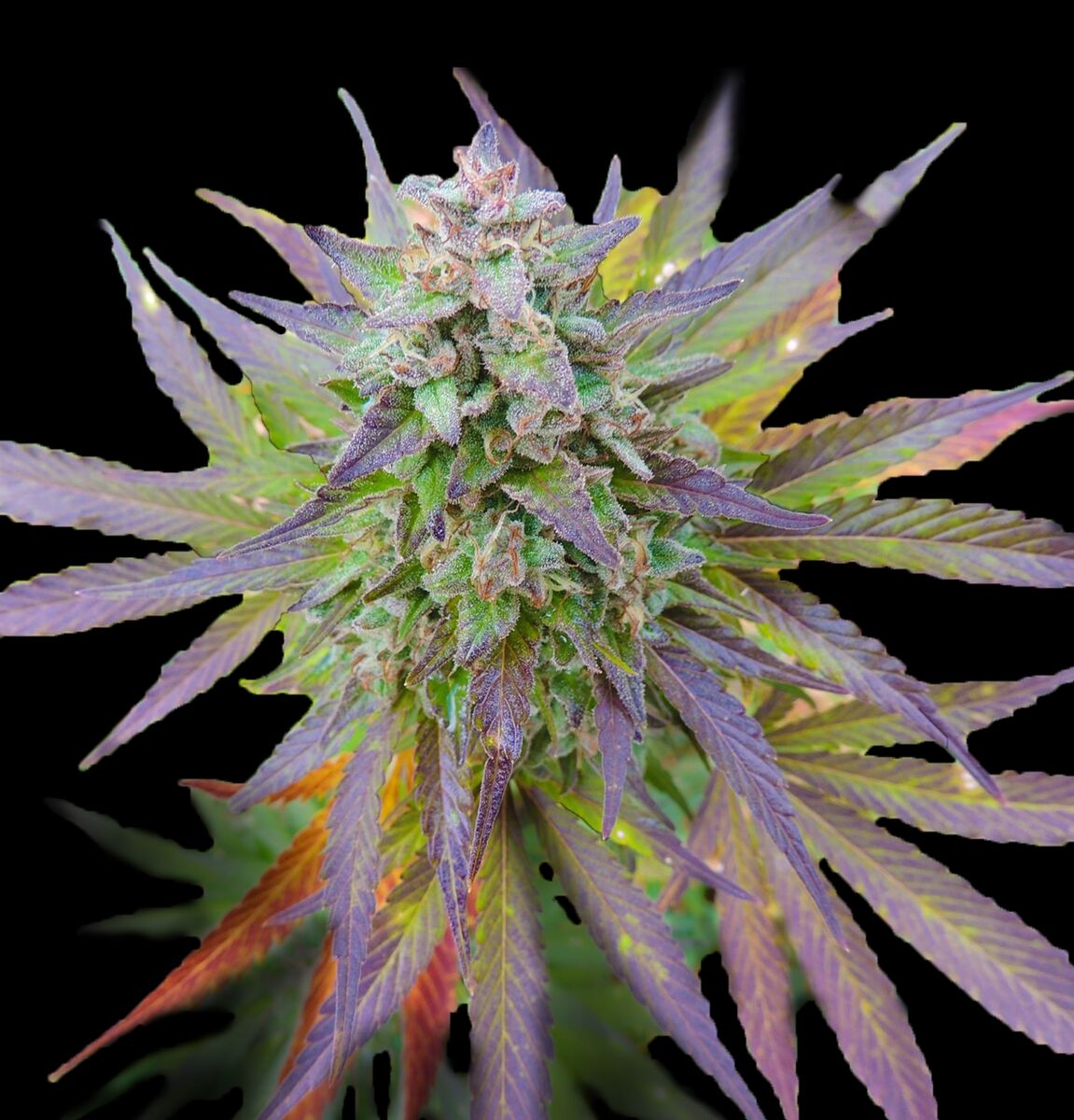 Blueberry Gum Cannabis Seeds