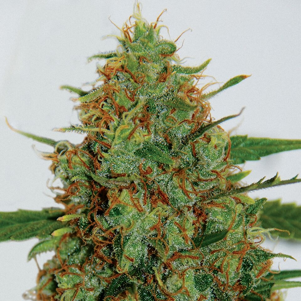Cinderella 99 Cannabis Seeds