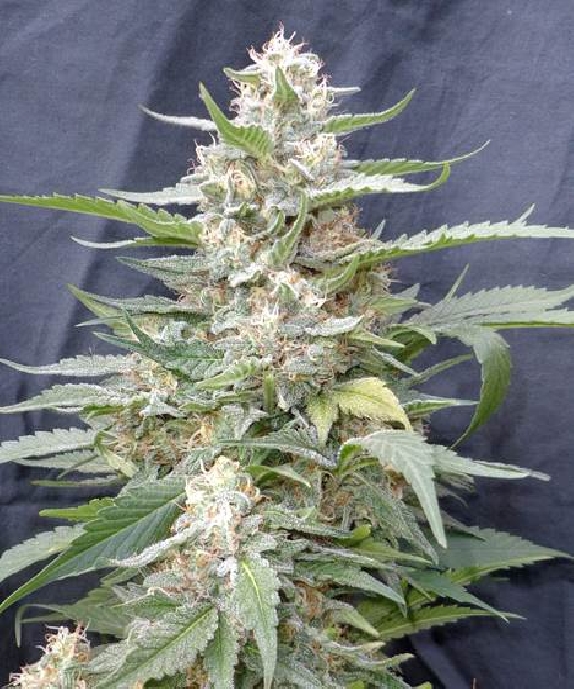 Lemon Amber Kush Cannabis Seeds