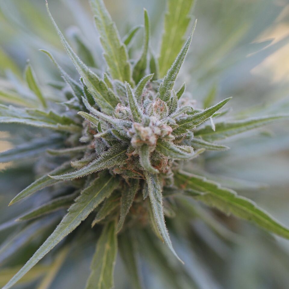 Midnight Kush Cannabis Seeds
