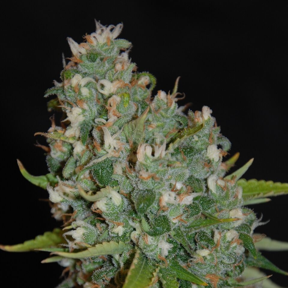 OG13 Cannabis Seeds