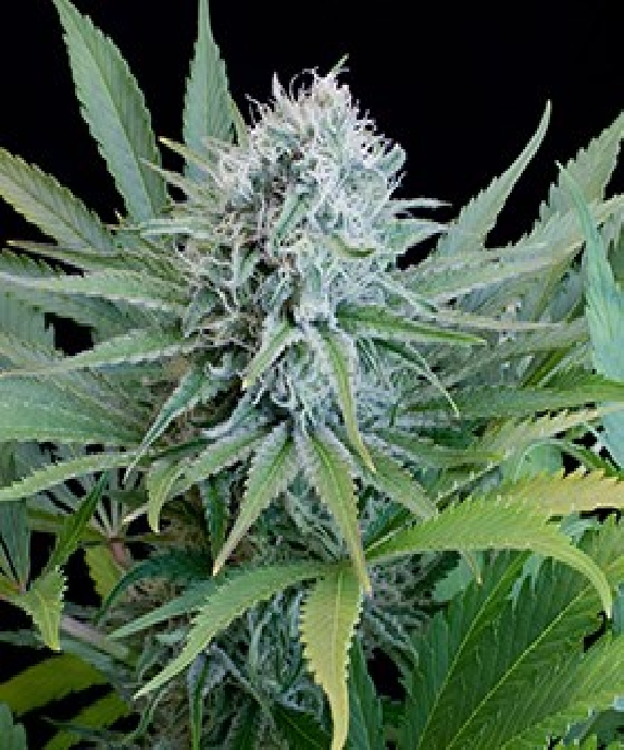 Peach Puree CBD Cannabis Seeds