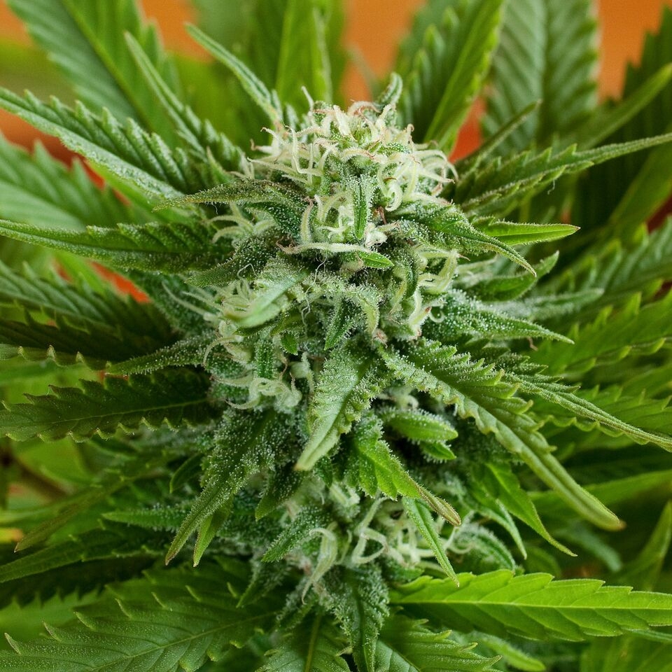 Pineapple Express Auto Cannabis Seeds