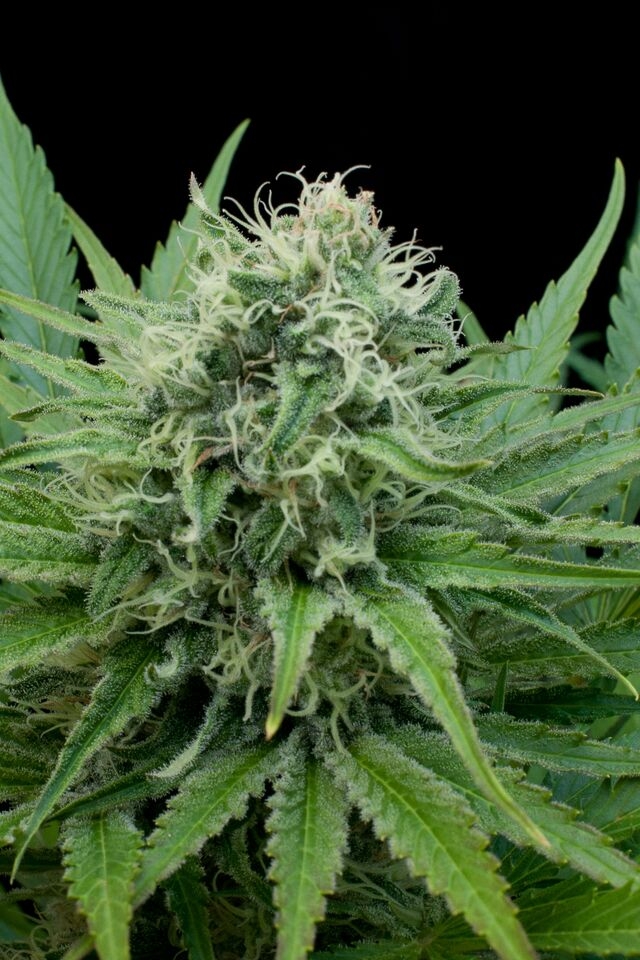 Raw Diesel Cannabis Seeds