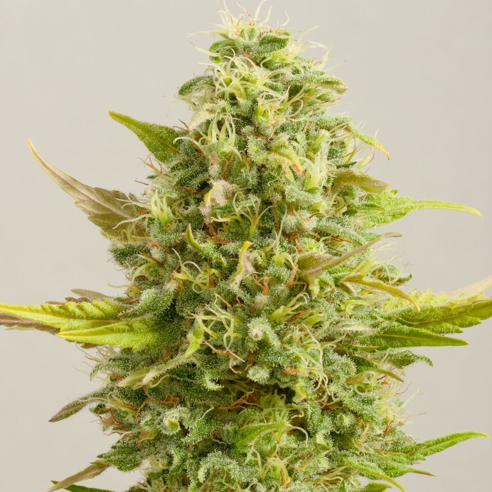 Royal Kush Cannabis Seeds