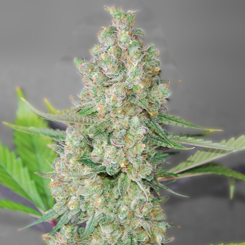 Super Skunk Cannabis Seeds